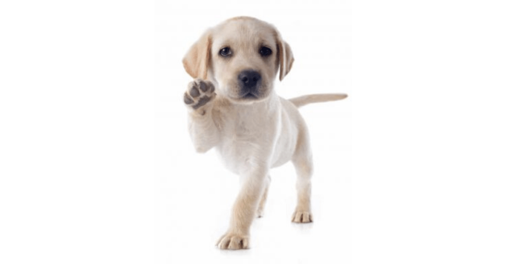 best site to sell puppies